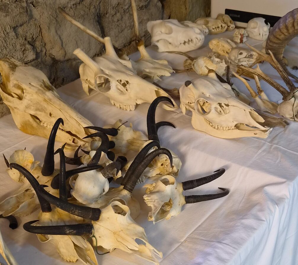 Präparierte Wildschädel und Gehörne für die praktische Prüfungssimulation