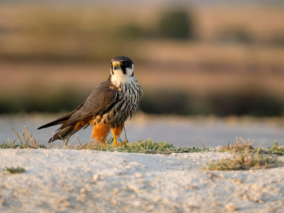 Baumfalke