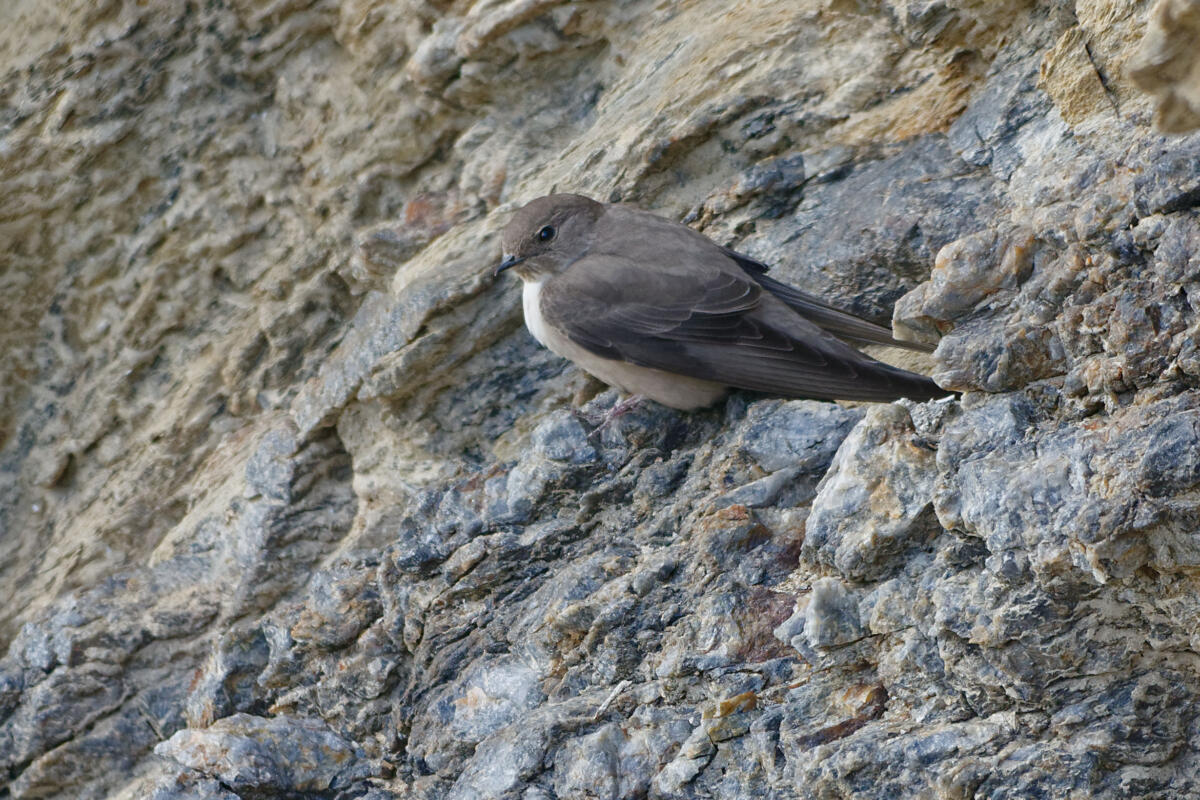 Felsenschwalbe