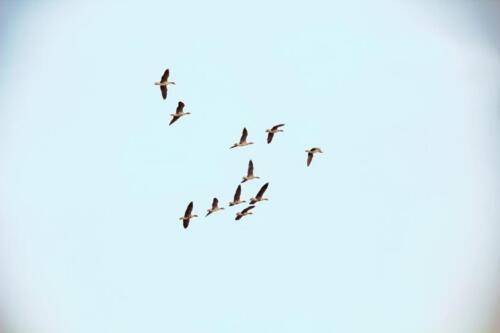 <img src="https://www.jagdfieber.it/wp-content/uploads/flags/de.png" alt="DE" style="height:14px;width:auto;vertical-align:middle;margin-right:4px;border-radius:2px;"> Graugans &nbsp; <img src="https://www.jagdfieber.it/wp-content/uploads/flags/it.png" alt="IT" style="height:14px;width:auto;vertical-align:middle;margin-right:4px;border-radius:2px;"> Oca selvatica &nbsp; <img src="https://www.jagdfieber.it/wp-content/uploads/flags/ladinia.png" alt="LAD" style="height:14px;width:auto;vertical-align:middle;margin-right:4px;border-radius:2px;"> Oca selvatica