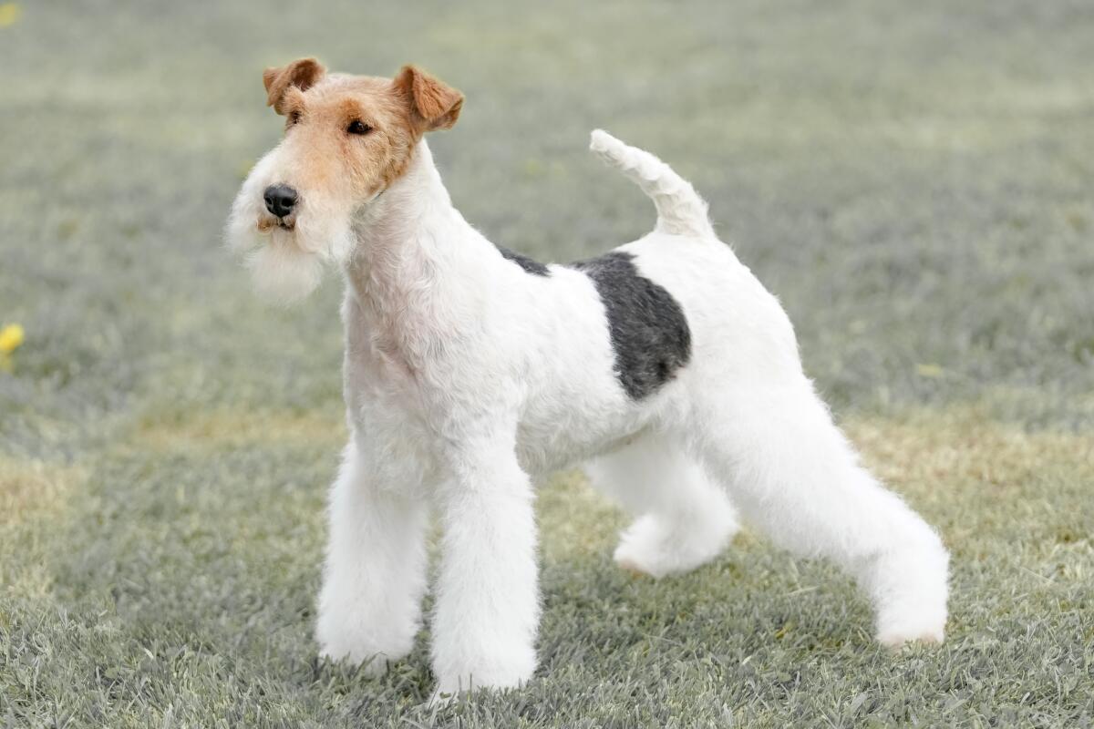 Fox,Terrier,Dog,Standing,In,A,Field,On,A,Bright