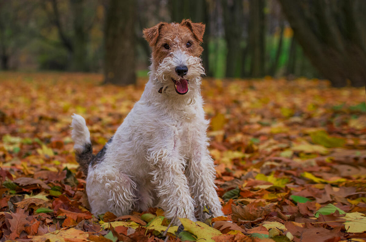 Wire,Fox,Terrier,Hunting,Dog.,Puppy,Pet,In,Autumn