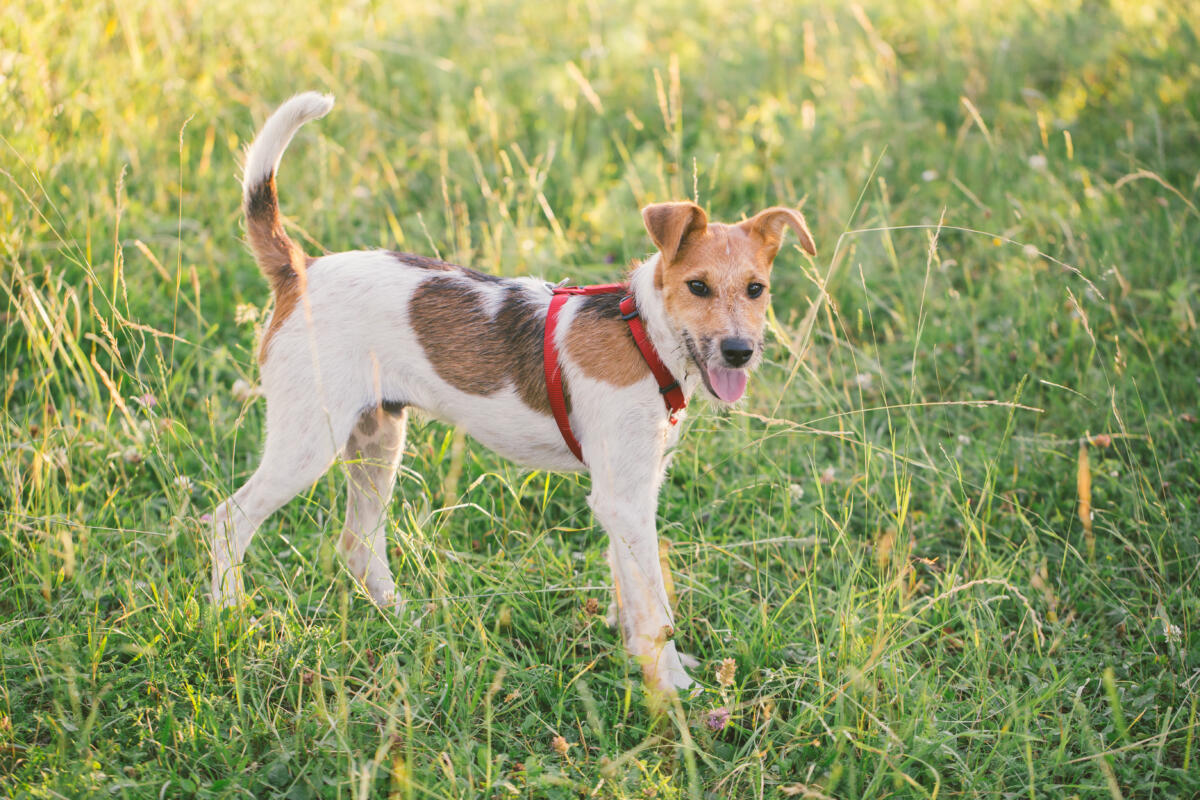 Fox,Terrier,Enjoying,Summer