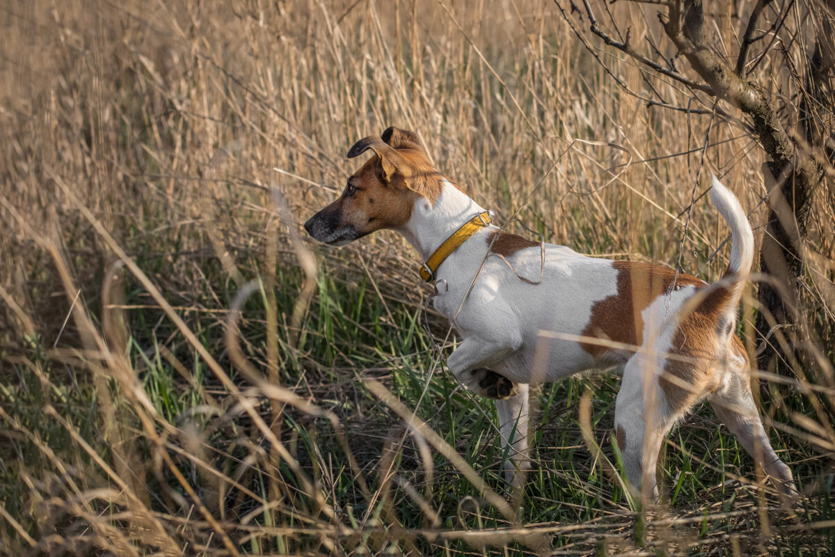 The,Dog,Is,On,The,Hunt,,The,Fox,Terrier,Points
