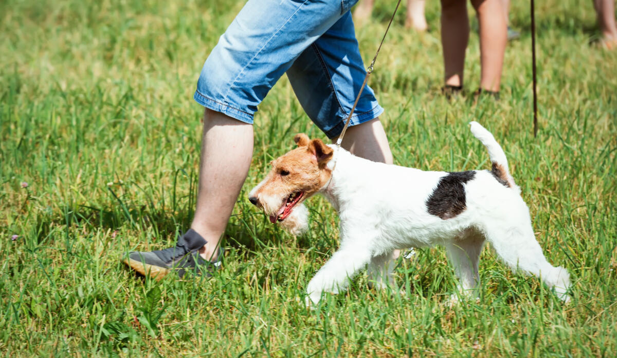 Fox,Terrier,,On,A,Walk,With,The,Owner,On,The