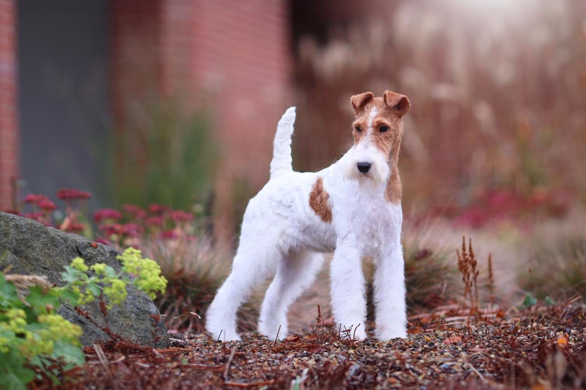 Fox,Terrier,Wire-haired,Portrait,In,A,Free,Stack,A,Dog