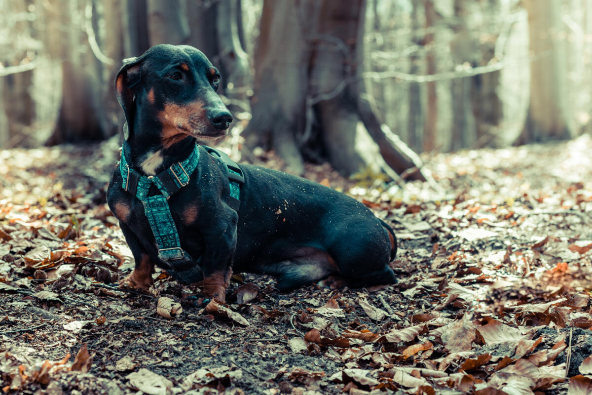 Portrait,Of,A,Dachshund,Dog,In,A,Forest,Scenery