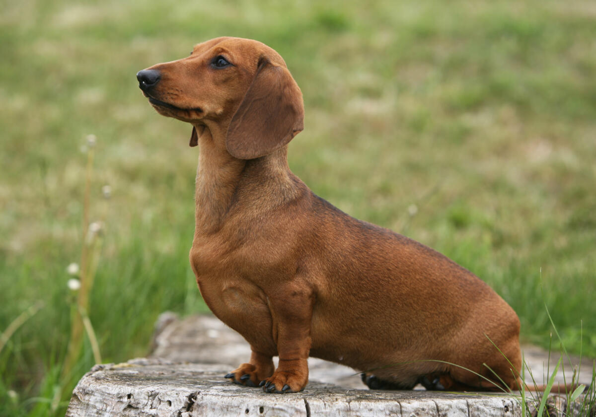 Miniature,Shorthair,Dachshund