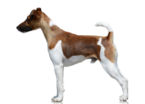 Smooth,Fox,Terrier,Stand,Isolated,On,White,Background.,Side,View