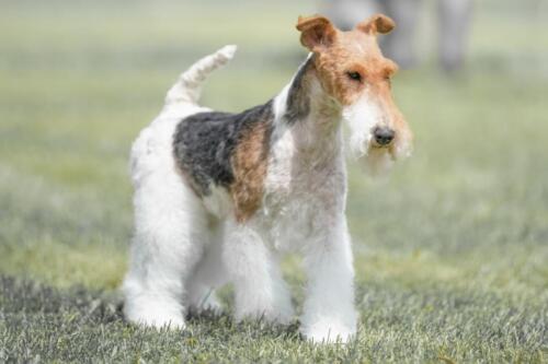 Fox,Terrier,Dog,Walking,In,A,Field,On,A,Bright