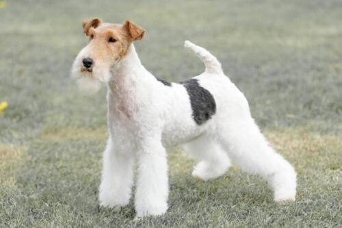 Fox,Terrier,Dog,Standing,In,A,Field,On,A,Bright