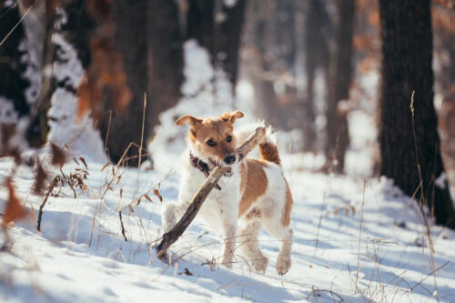 Happy,Fox,Terrier,Playing,In,Snowy,Winter,Outdoors