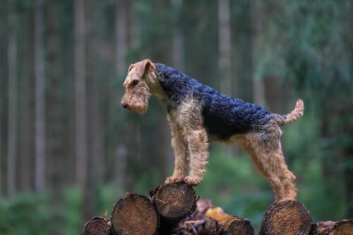 Portrait,Of,A,Stunning,Female,Welsh,Terrier,Hunting,Dog,,Posing