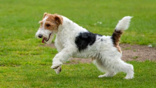 Fox,Terrier,Dog,Playing,In,The,Park