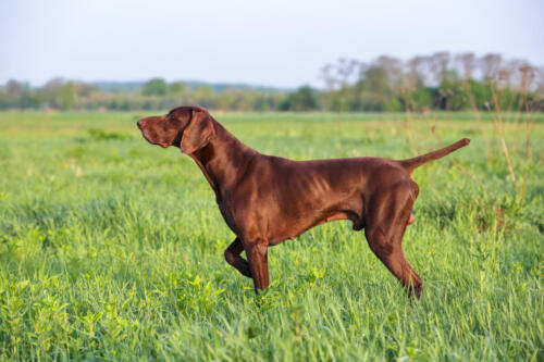 Pointer