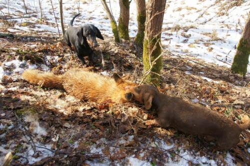 Black,And,Red,Dachshunds,Bite,Fox,On,Hunt