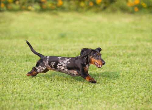 Dachshund,Running