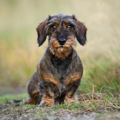 A,Wirehaired,Dachshund,Sits,Against,A,Brown,Background