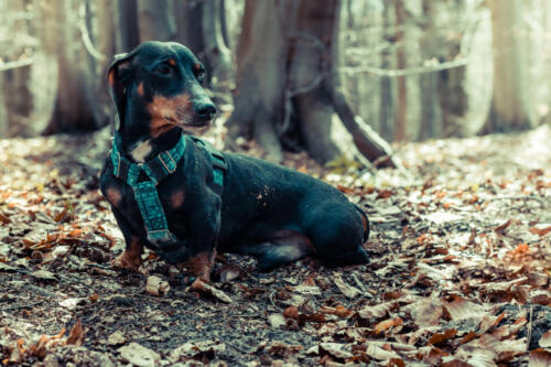 Portrait,Of,A,Dachshund,Dog,In,A,Forest,Scenery