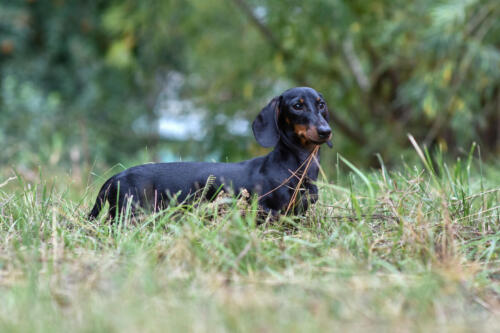 Black,Dachshund,Standing,In,The,Grass,,Held,Her,Head,High.