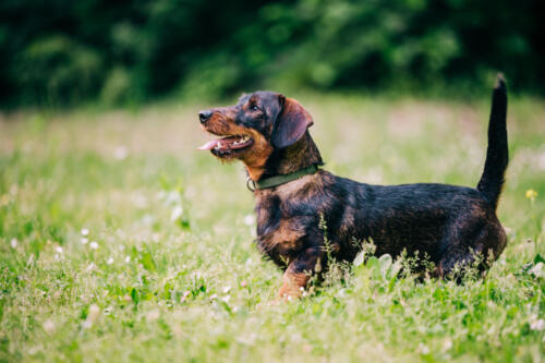 The,Dachshund,Dog,Known,As,Wiener,Dog,Or,Sausage,Dog