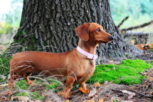 Brown,Dachshund,Miniature