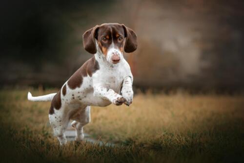 Piebald,Dachshund,Dog,Beautiful,Portraits,On,A,Dark,Natural,Background,