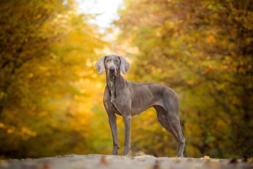 WeimaranerVorstehhund