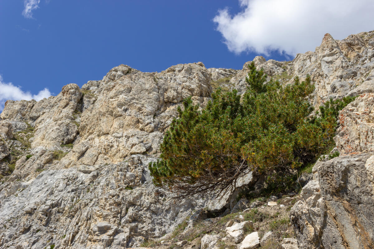 Bergkiefer, Latsche