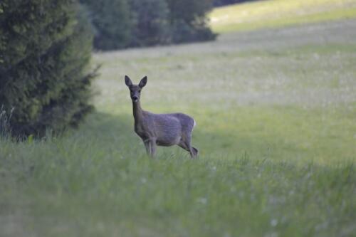 Mehrjährige Rehgeiß trächtigträchtige Tiere dürfen nicht erlegt werden
