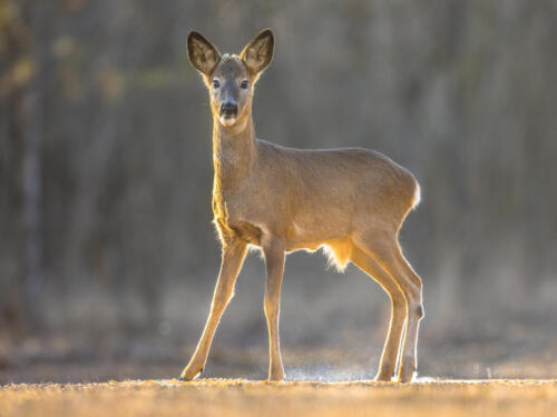 schwacher Jährlingsbock in der Winterdecke