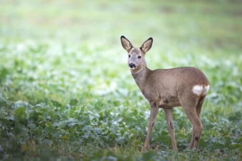 Bockkitz in der WinterdeckeOktoberJagdzeit 1.9 - 15.12