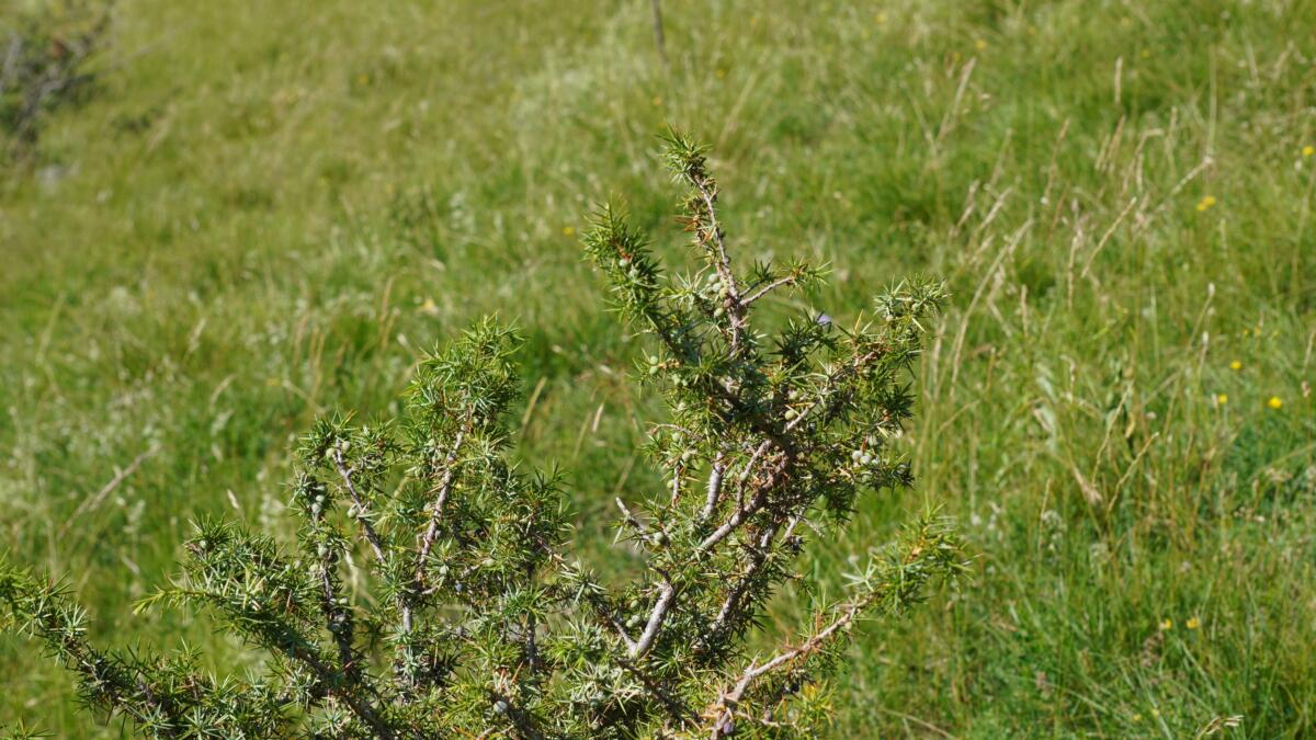Zwergwacholder