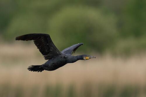 Kormoran