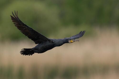 Kormoran