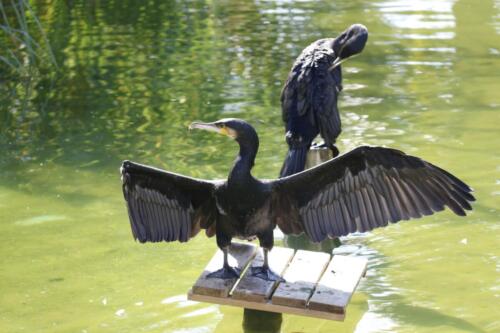 Kormoran