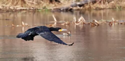 <img src="https://www.jagdfieber.it/wp-content/uploads/flags/de.png" alt="DE" style="height:14px;width:auto;vertical-align:middle;margin-right:4px;border-radius:2px;"> Kormoran &nbsp; <img src="https://www.jagdfieber.it/wp-content/uploads/flags/it.png" alt="IT" style="height:14px;width:auto;vertical-align:middle;margin-right:4px;border-radius:2px;"> Cormorano &nbsp; <img src="https://www.jagdfieber.it/wp-content/uploads/flags/ladinia.png" alt="LAD" style="height:14px;width:auto;vertical-align:middle;margin-right:4px;border-radius:2px;"> cormoran
