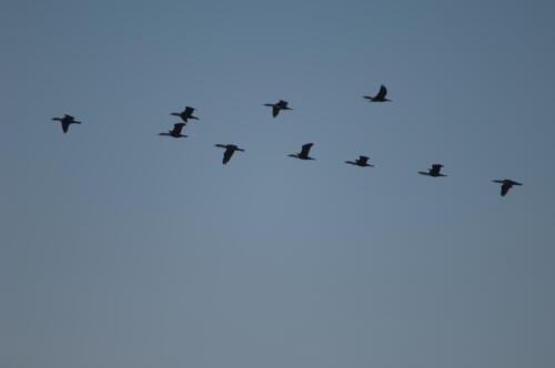 Kormoran