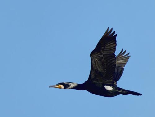 Kormoran