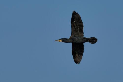 Kormoran