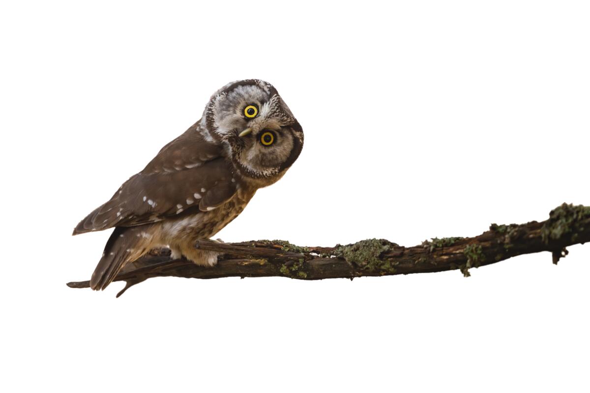 Raufusskauz