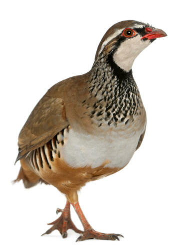Steinhuhn