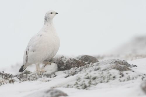 Alpenschneehuhn