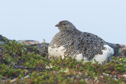 Alpenschneehuhn