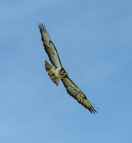 Mäusebussard
