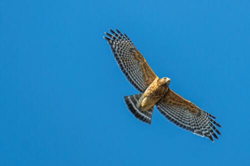 Mäusebussard