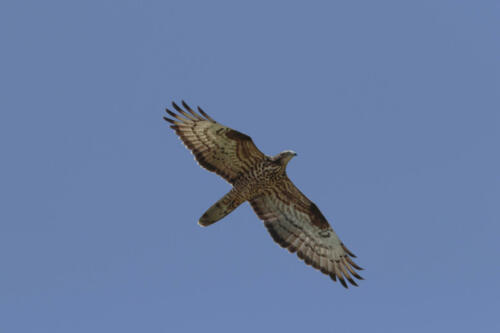 Wespenbussard