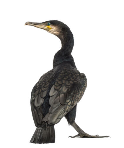 Kormoran