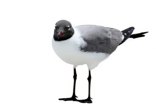Lachmöwe