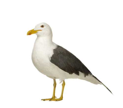 Mittelmeermöwe